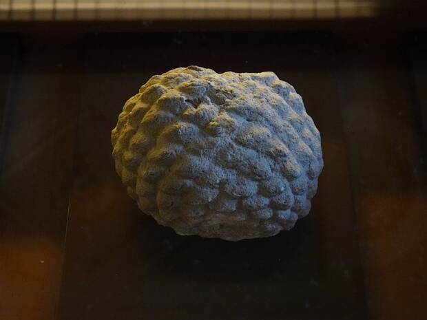 †Даммаритес белёсый - †Dammarites albens