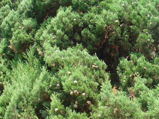 Кипарис вечнозеленый - Cupressus sempervirens