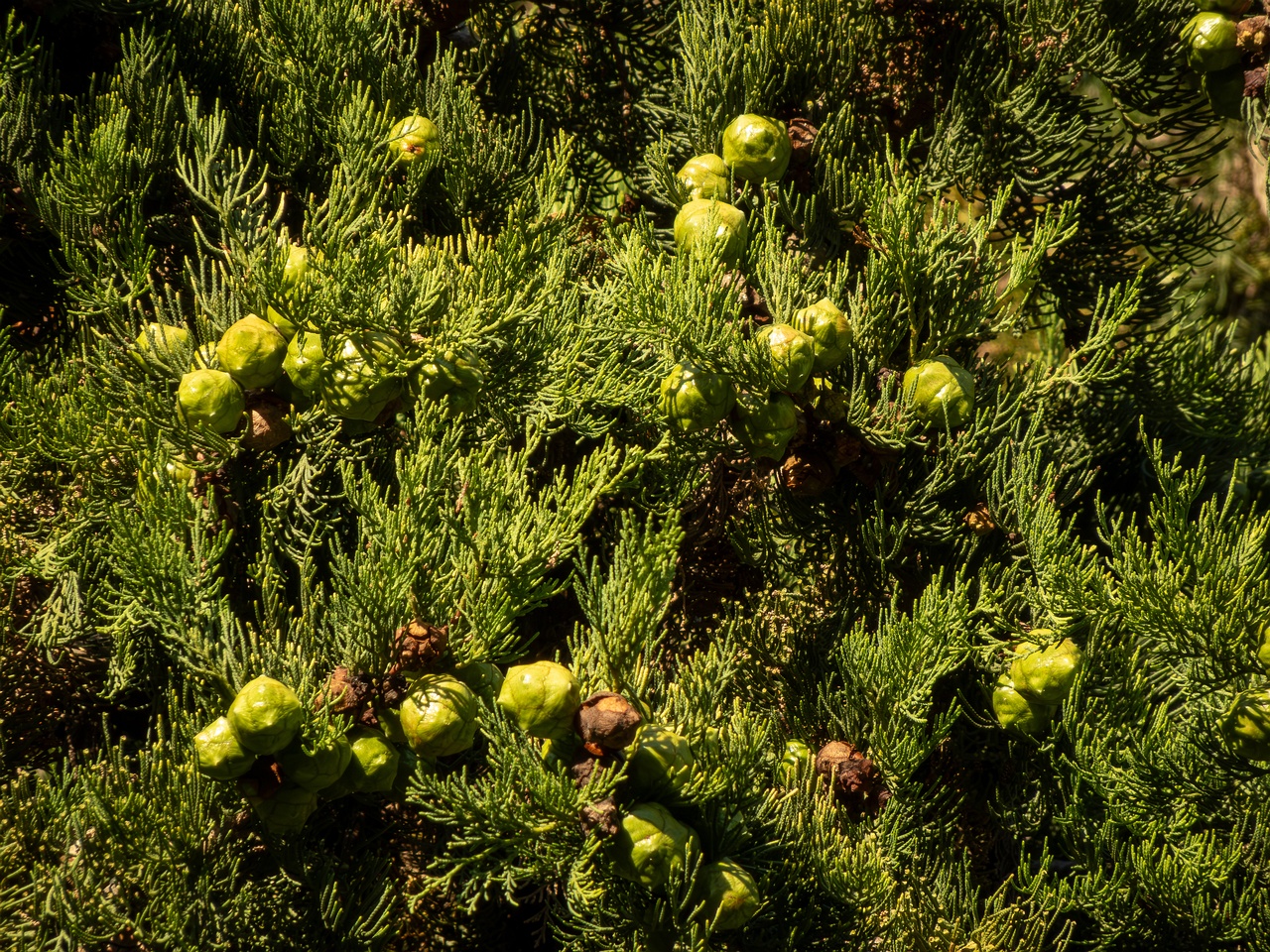 Cupressus sempervirens _2025-08-18_1-4