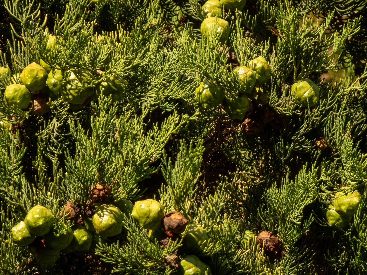 Cupressus sempervirens _2025-08-18_1-5