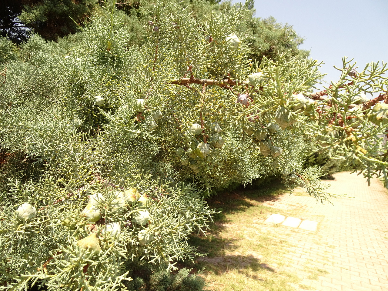 DSC03340