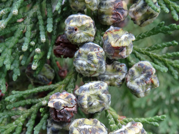 Кипарисовик Лавсона - Chamaecyparis lawsoniana