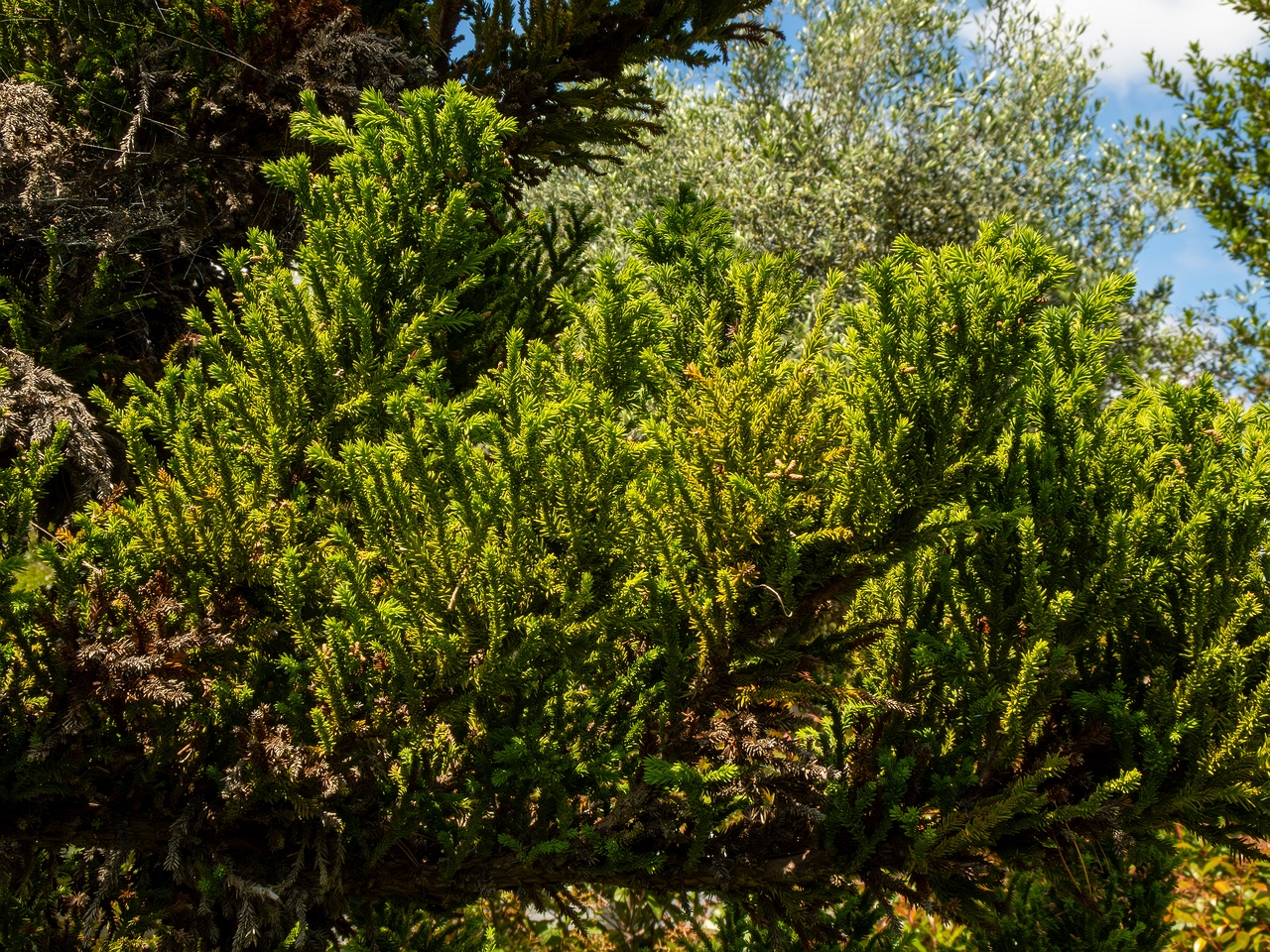 Cryptomeria japonica _2025-05-13_1-1
