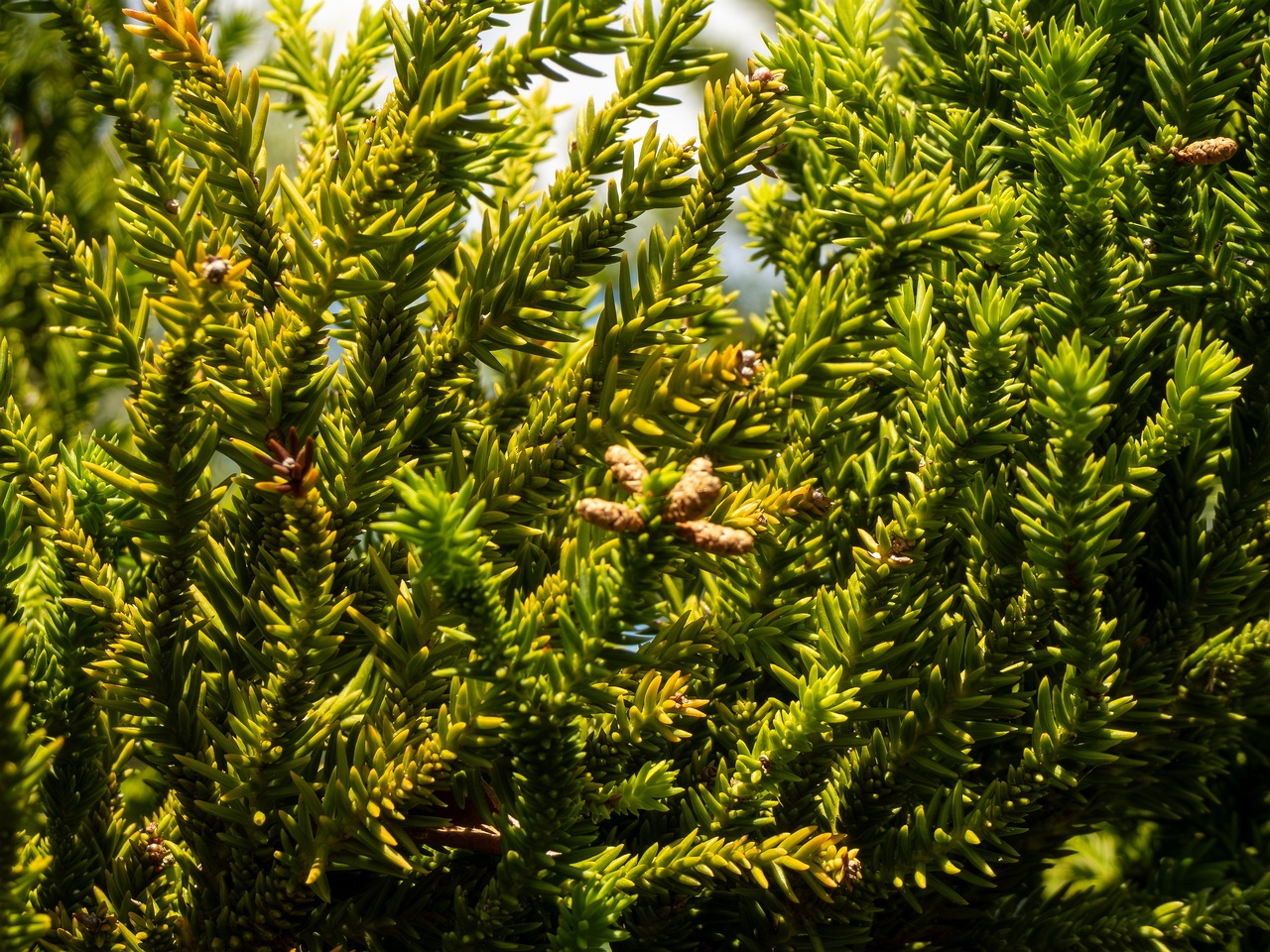 Cryptomeria japonica _2025-05-13_1-2