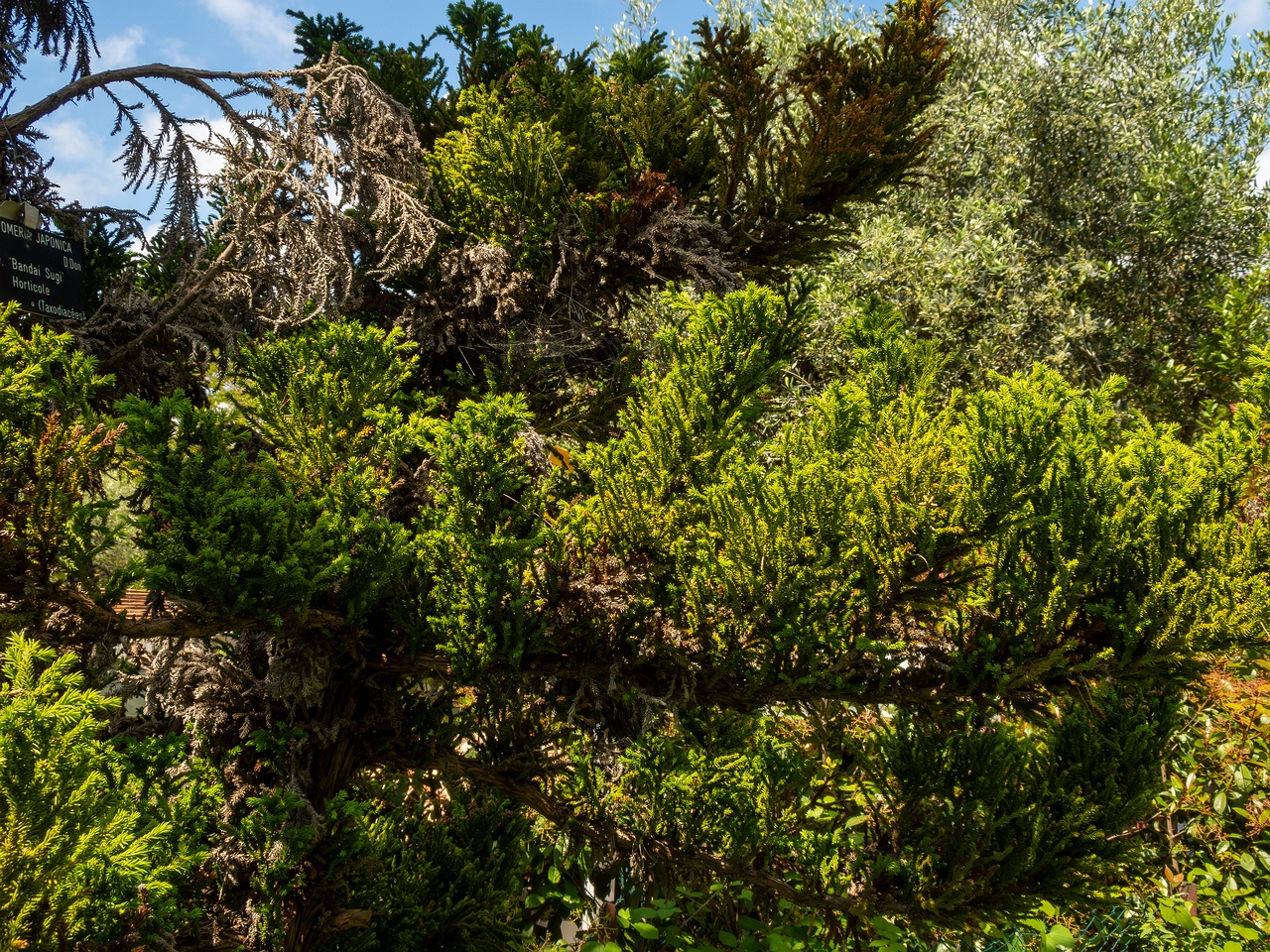 Cryptomeria japonica _2025-05-13_1-3