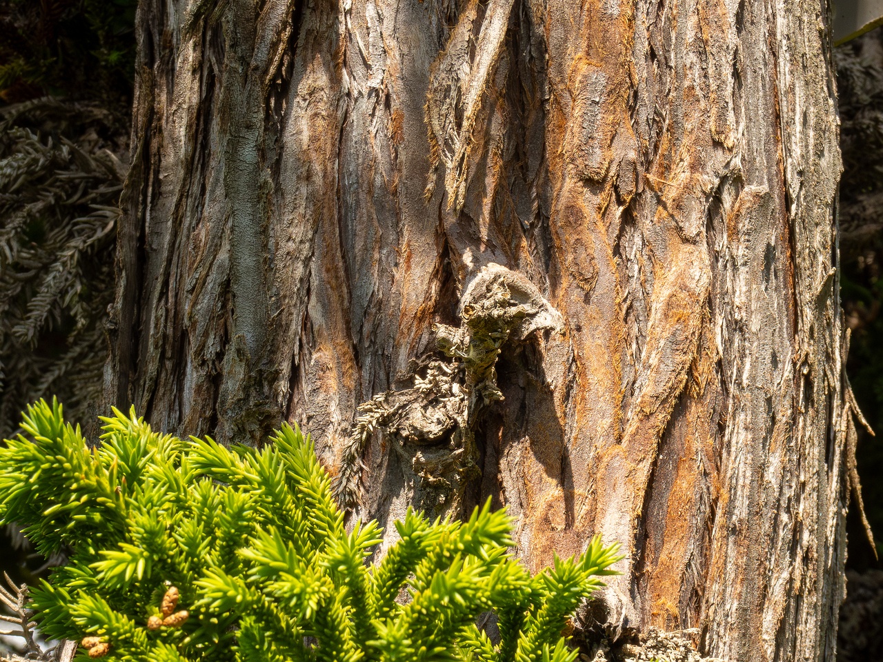 Cryptomeria japonica _2025-05-13_1-4