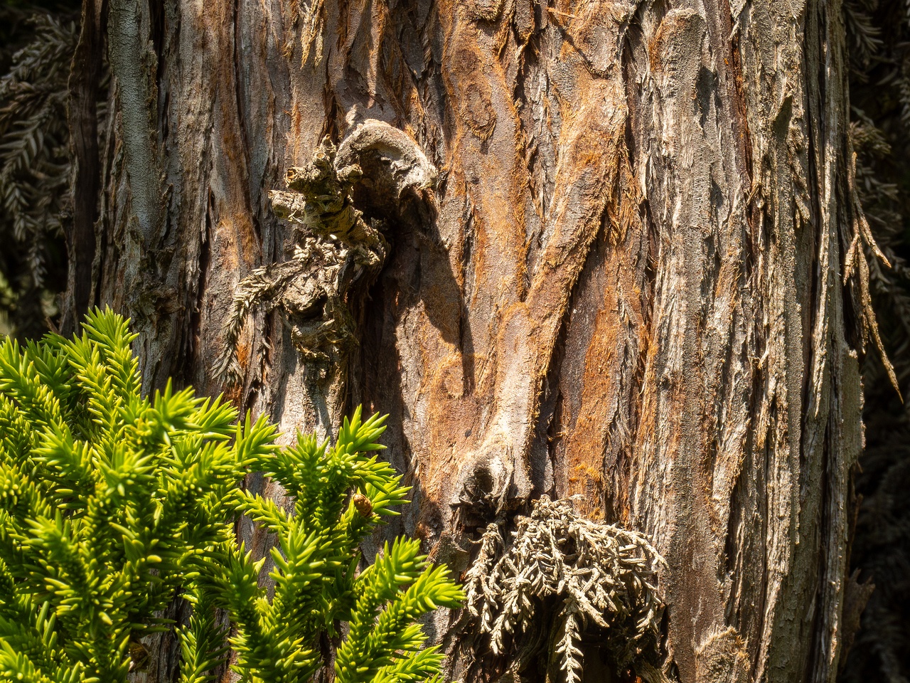 Cryptomeria japonica _2025-05-13_1-5