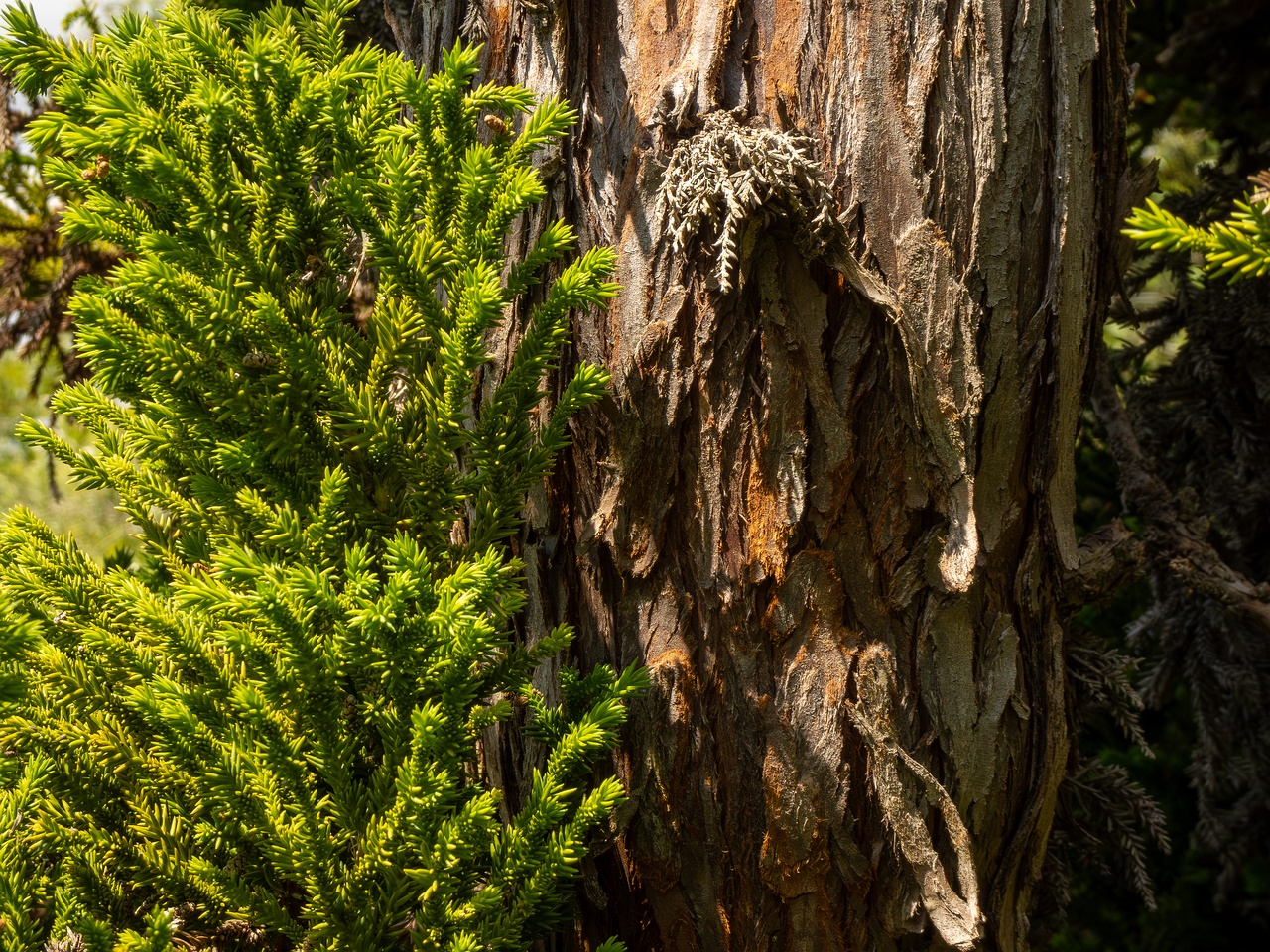 Cryptomeria japonica _2025-05-13_1-6
