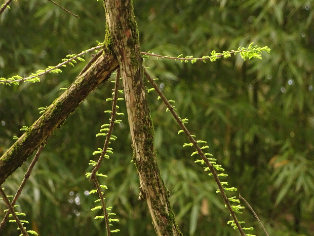 Таксодиум двурядный - Taxodium distichum