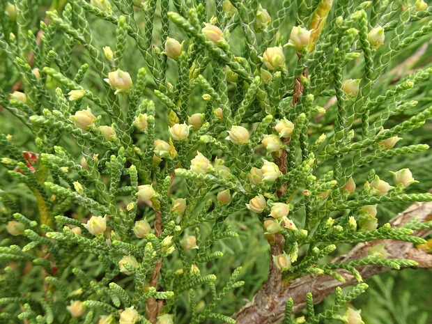 Микробиота перекрестнопарная - Microbiota decussata