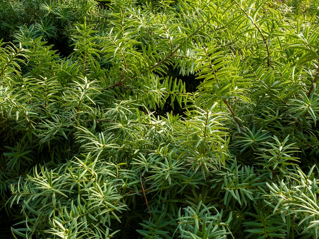 Podocarpus totara _2025-08-19_1-1