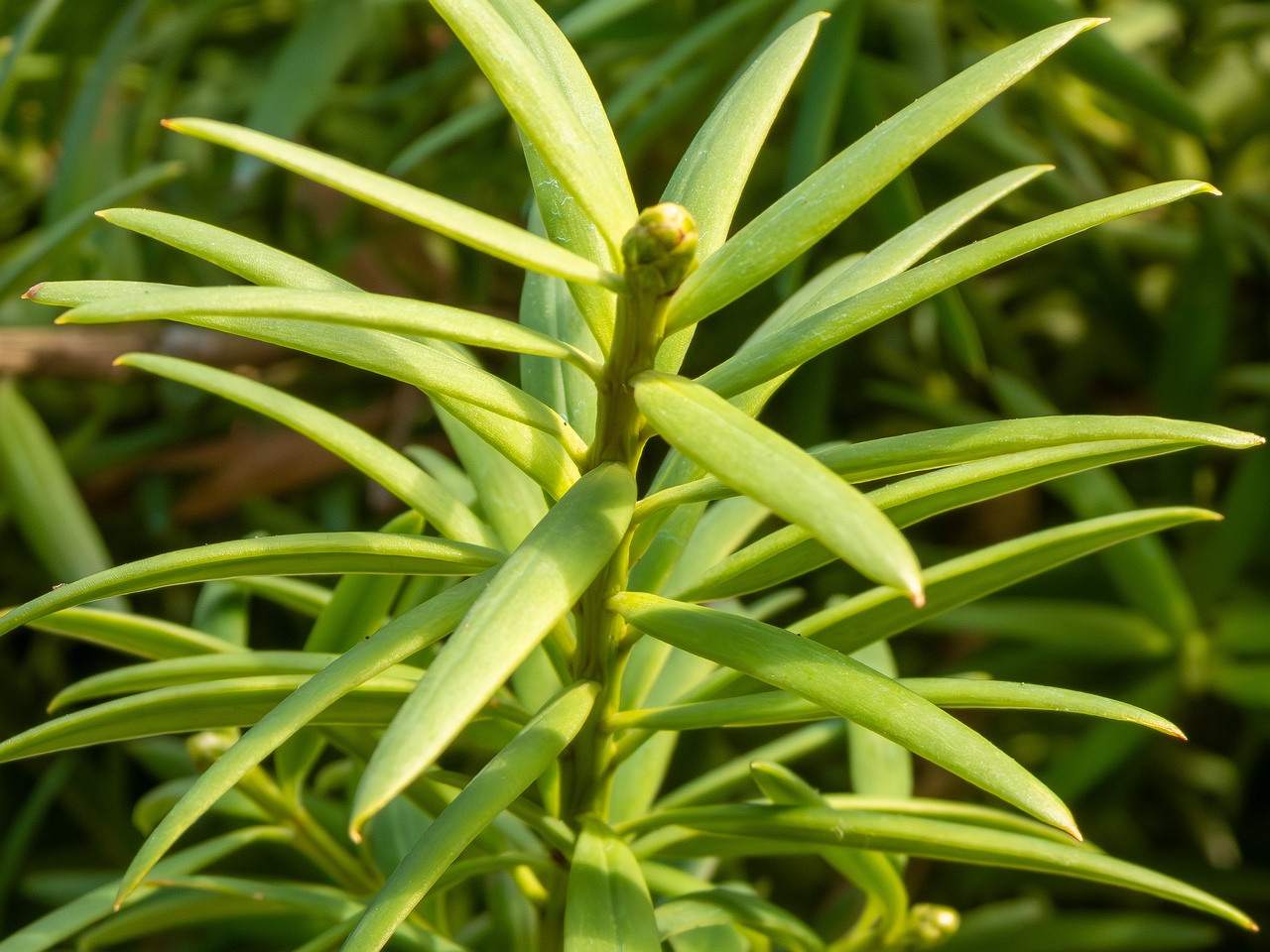 Podocarpus totara _2025-08-19_1-5