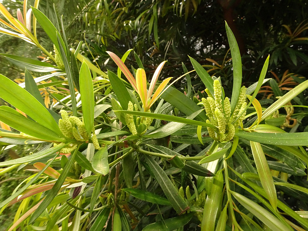 Подокарповые - Podocarpaceae