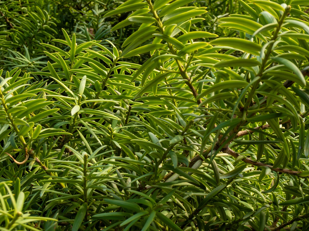 Подокарп тотара - Podocarpus totara