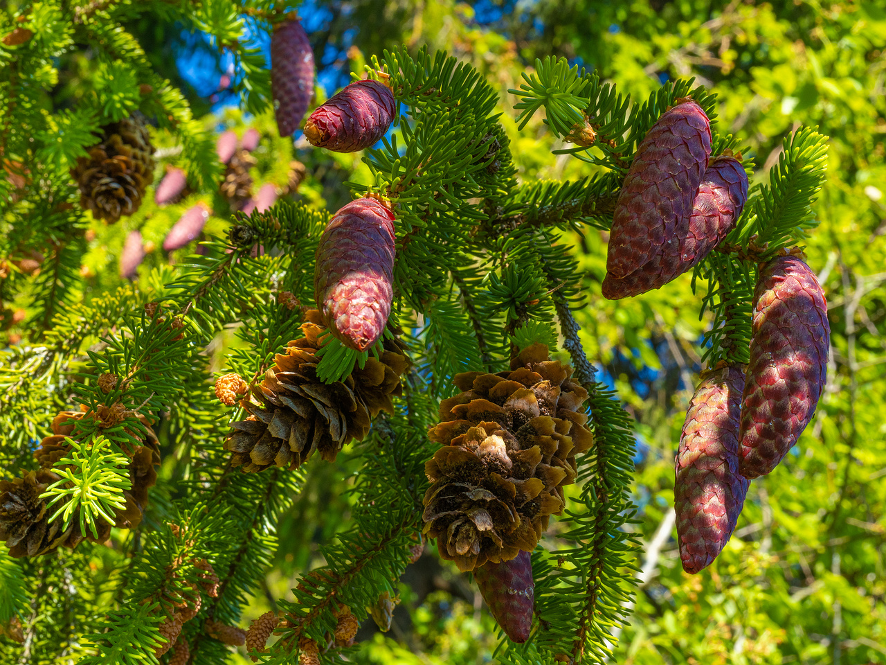 _tallinna_botaanikaaed_june-303904