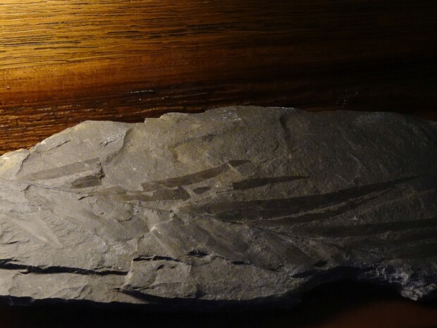 Подокарповые - Podocarpaceae Podocarpaceae is a large family of mainly Southern Hemisphere conifers, comprising about 156 species of evergreen trees...