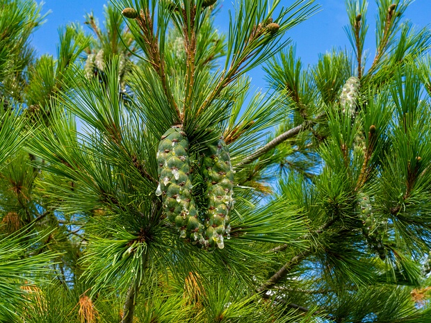 Сосновые - Pinaceae The Pinaceae (pine family) are trees or shrubs, including many of the well-known conifers of commercial importance such...