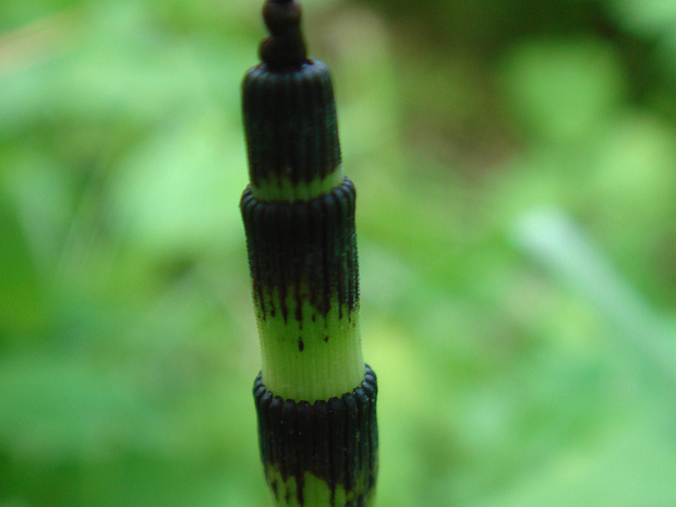 Хвощ зимующий мощный - Equisetum hyemale var. robustum