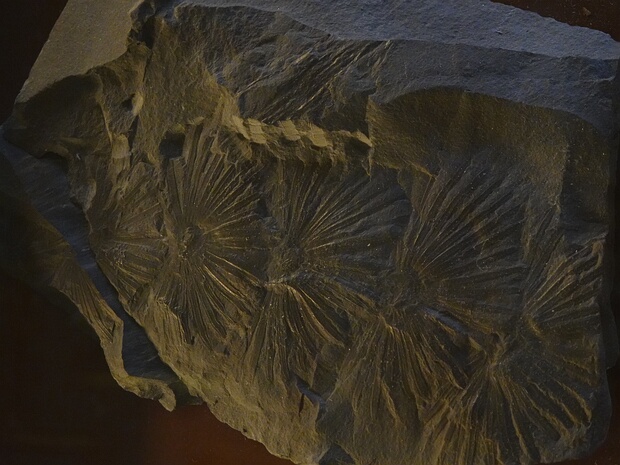 Хвощёвые - Equisetales Equisetales is an order of Equisetopsida, with only one living family, the Equisetaceae, containing the genus Equisetum...