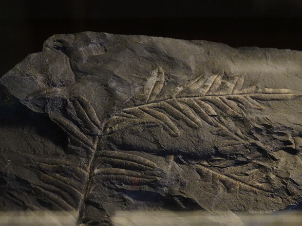 †Алетоптерис лончитика - †Alethopteris lonchitica