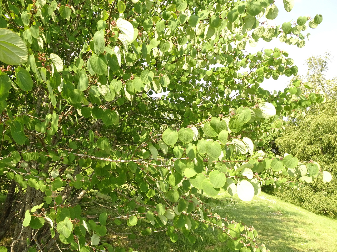 DSC03900