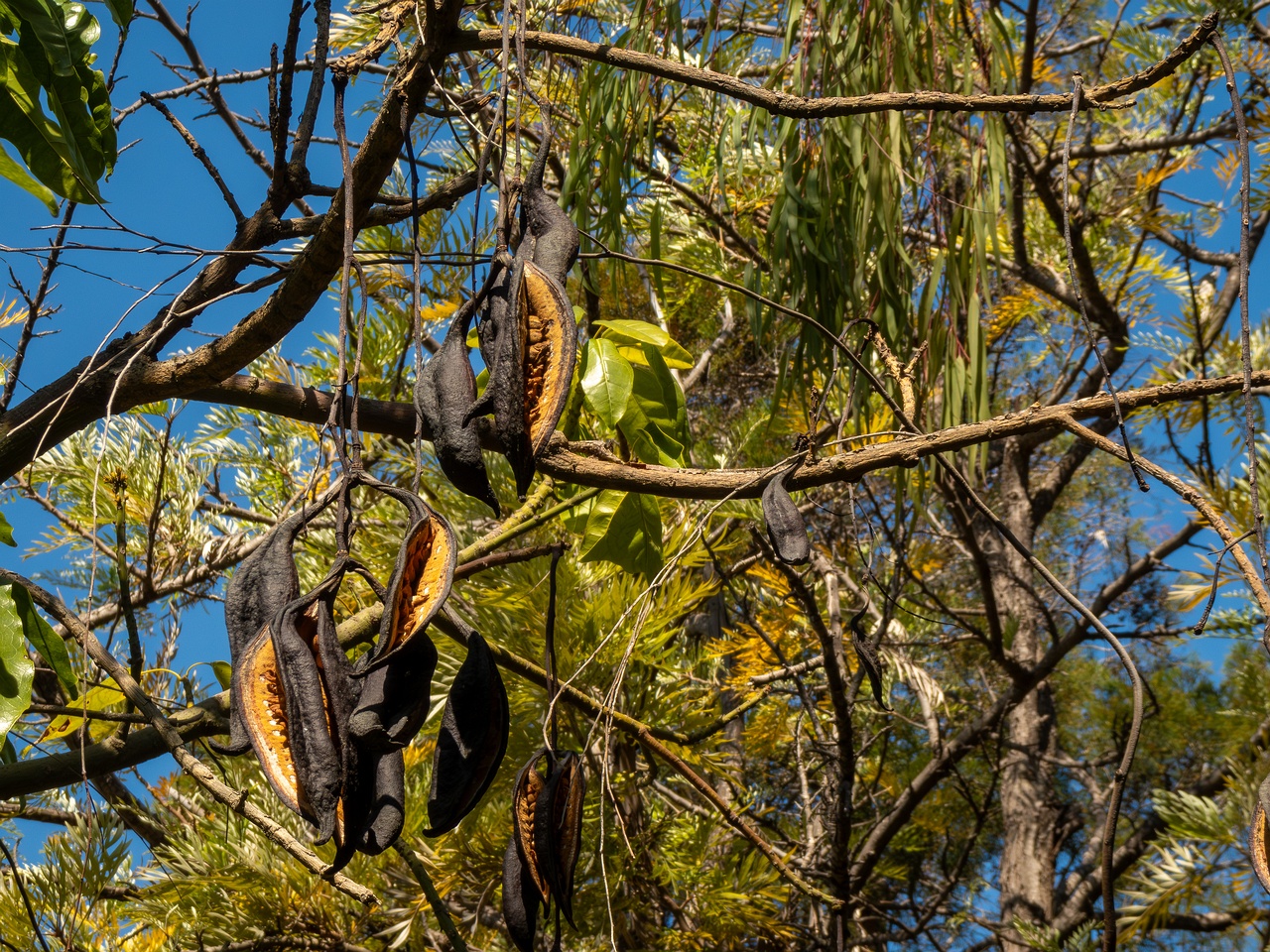 !Brachychiton acerifolius _2025-05-13_1-2