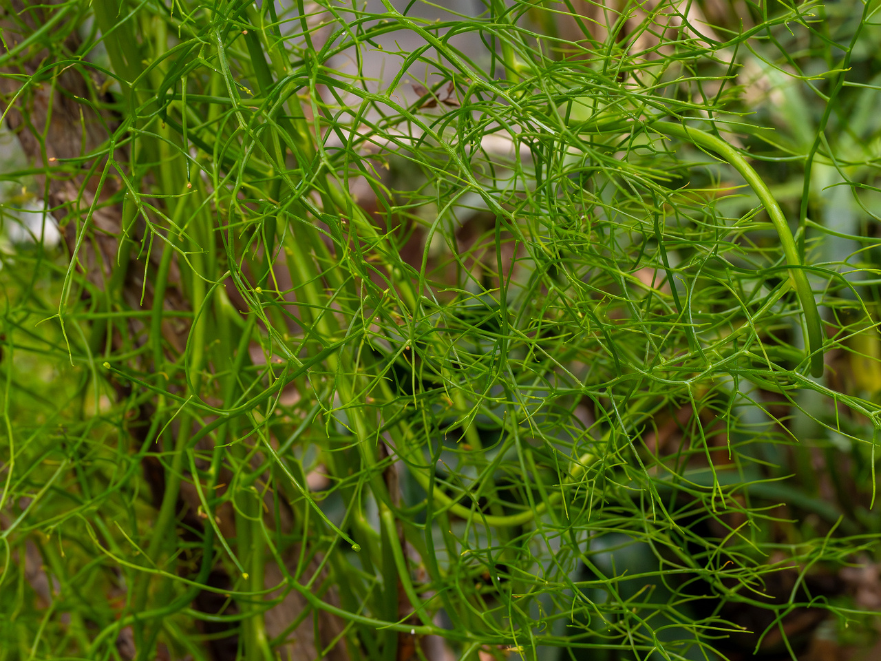 Bowiea volubilis _2025-04-12_1-5