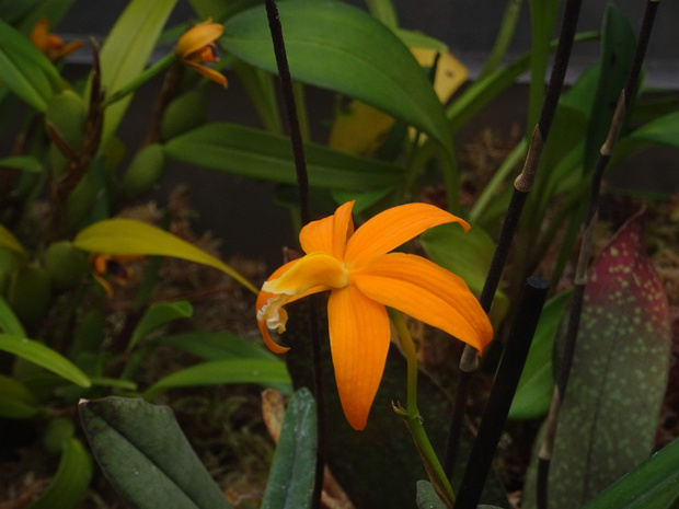 Лелия мечелистная - Laelia harpophylla