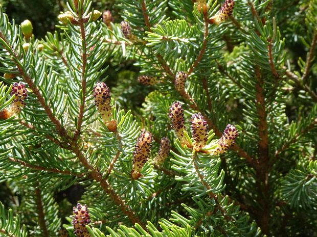 Ель Алькокка - Picea alcoquiana