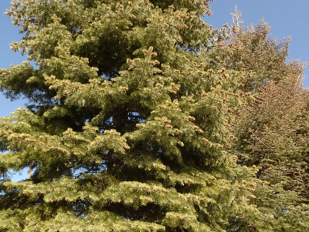 Пихта одноцветная - Abies concolor