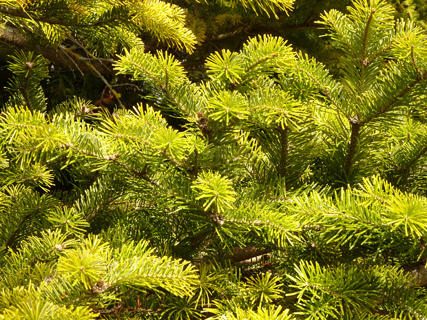 Пихта сахалинская - Abies sachalinensis