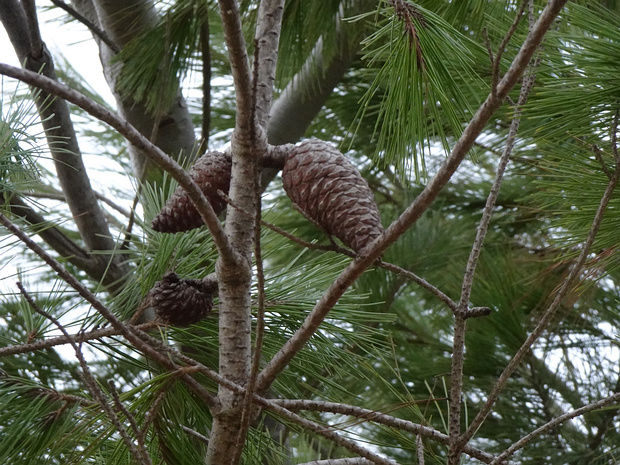 Сосна алеппская - Pinus halepensis