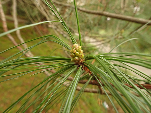 Сосна гималайская - Pinus wallichiana