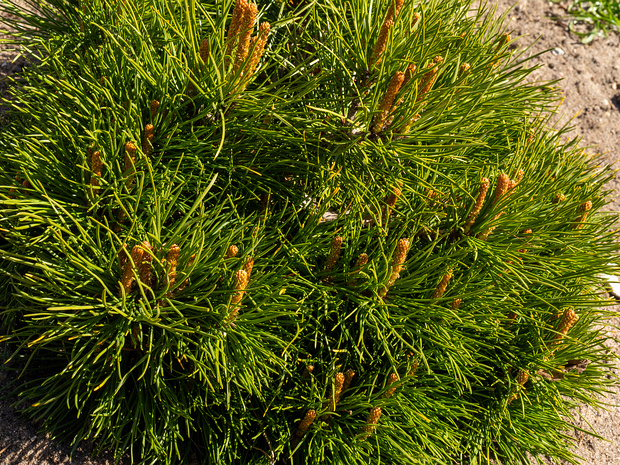 Сосна горная разн. карликовая - Pinus mugo var. pumilo