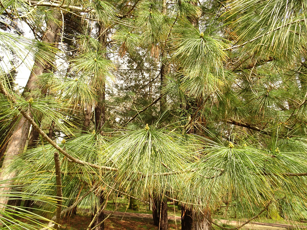 Сосна густоцветковая - Pinus densiflora