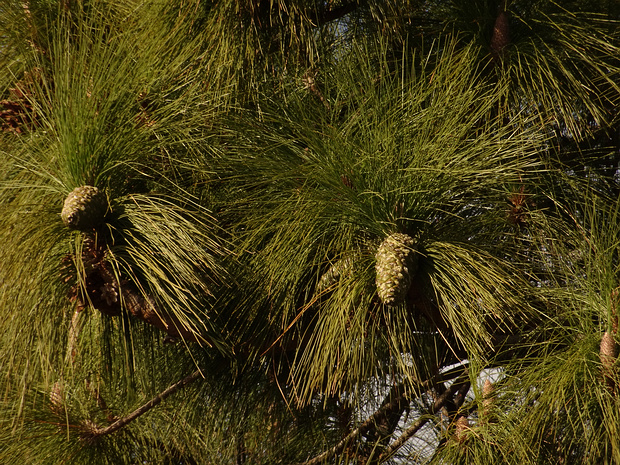 Сосна канарская - Pinus canariensis