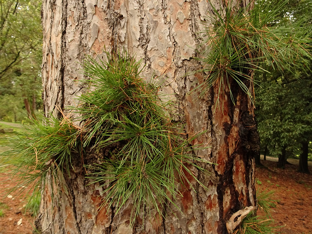Сосна короткохвойная, ежовая - Pinus echinata