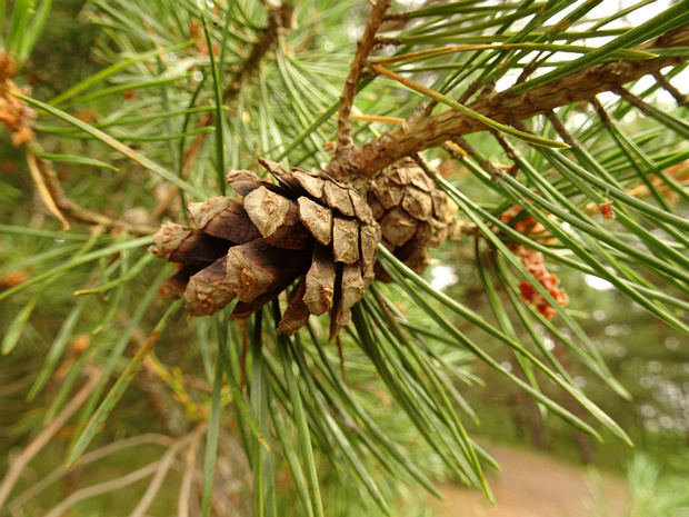 Сосна обыкновенная - Pinus sylvestris