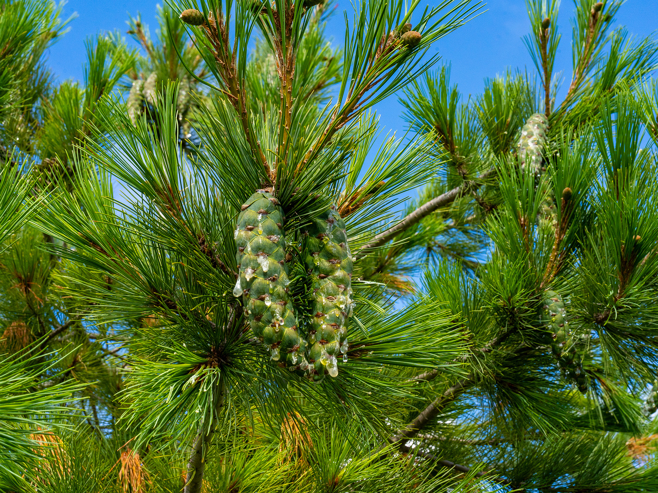 pinus-peuce_1-1