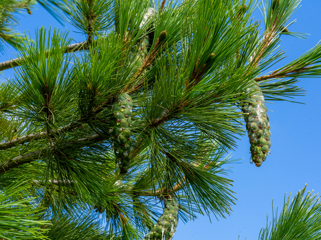 pinus-peuce_1-3