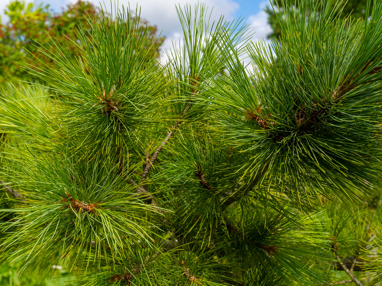 pinus-peuce_1-4