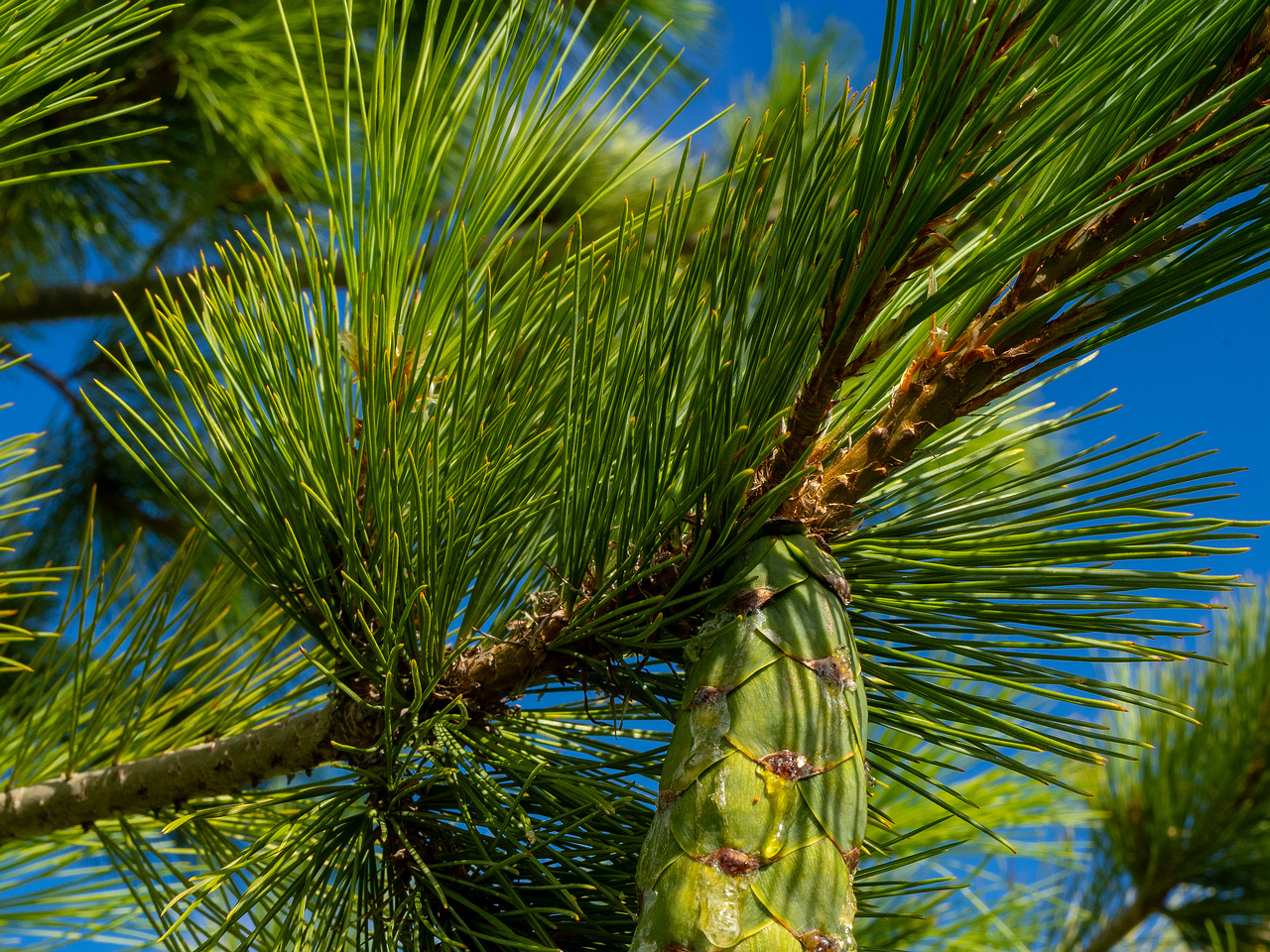 pinus-peuce_1-5