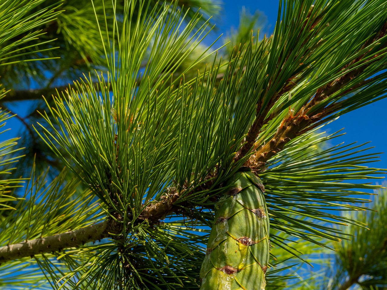 pinus-peuce_1-6