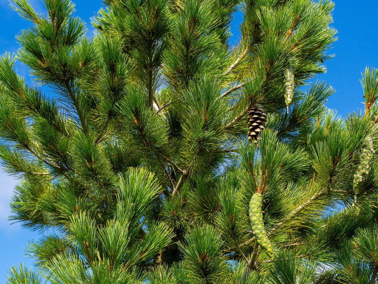 pinus-peuce_1-7