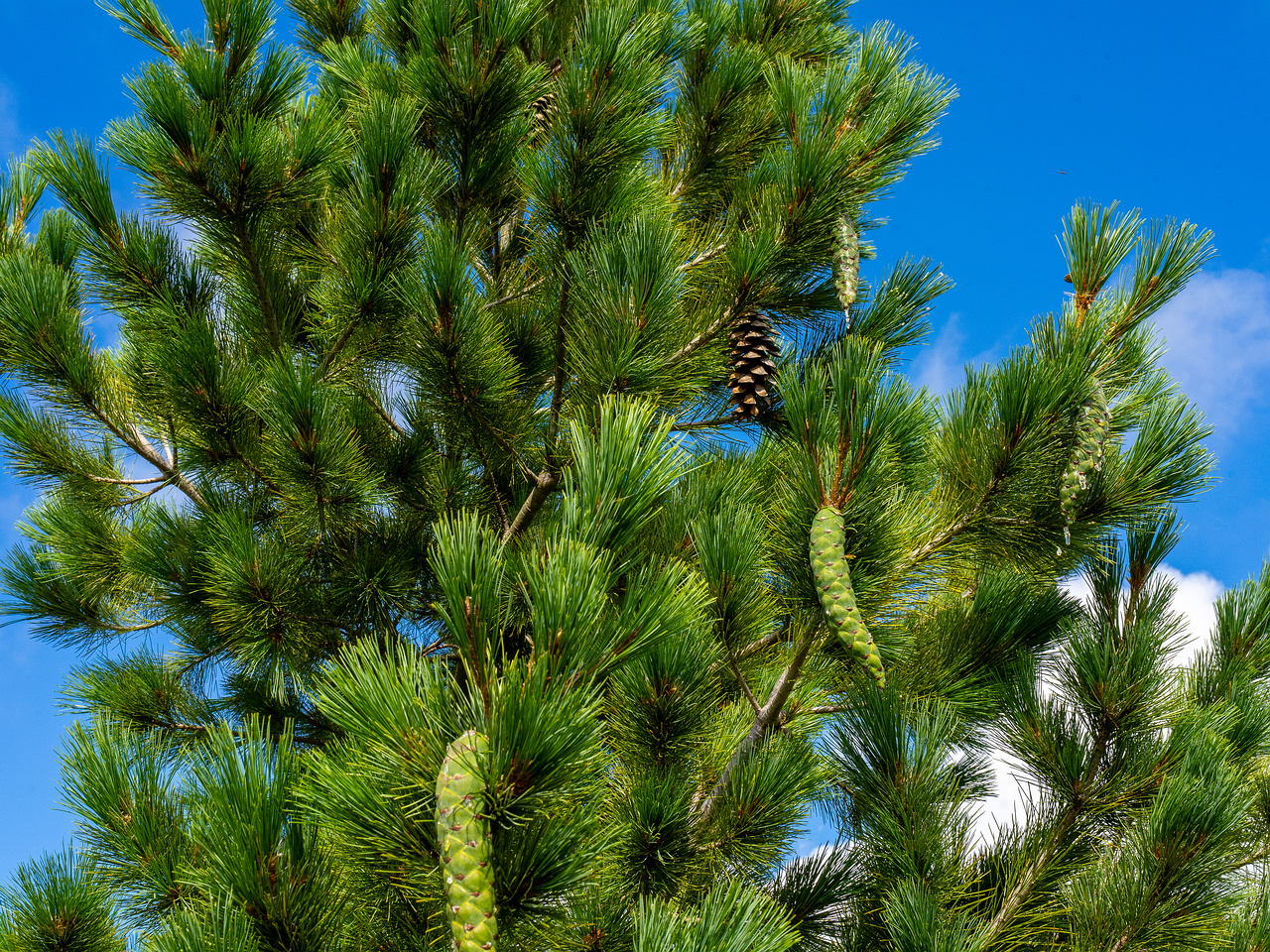 pinus-peuce_1-8