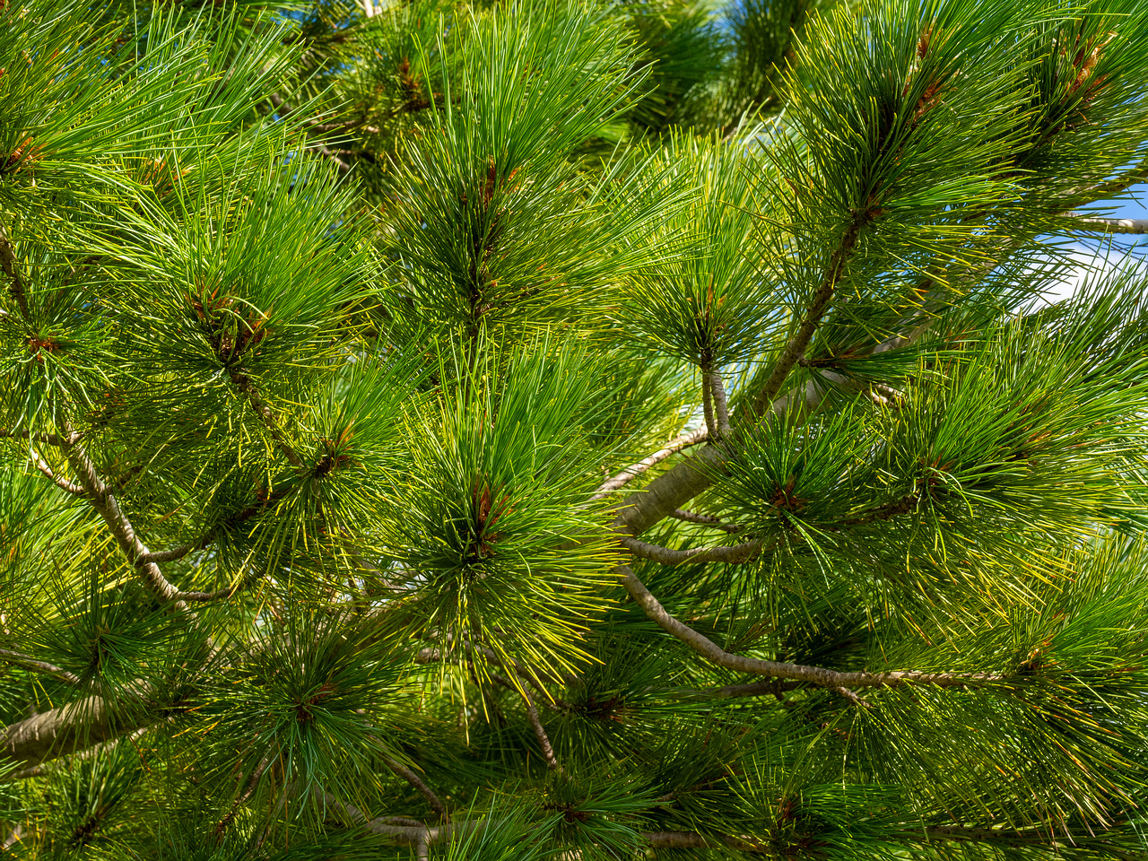 pinus-peuce_1-9