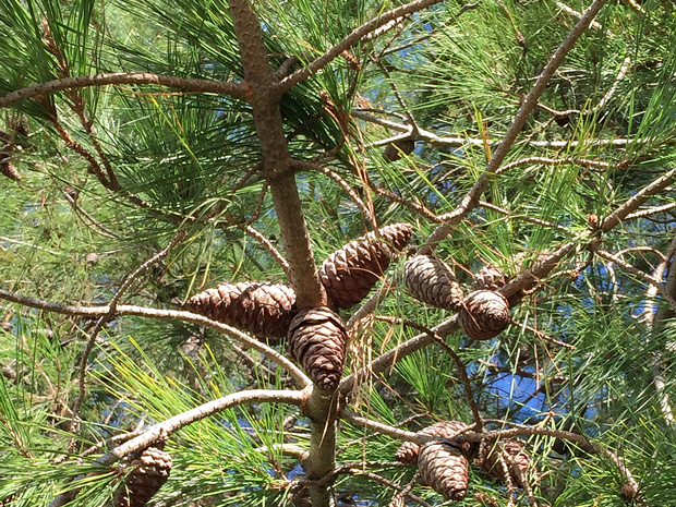 Сосна турецкая - Pinus brutia