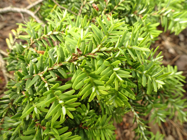 Тсуга канадская 'Глобус Плачущий' - Tsuga canadensis 'Globe Weeping'