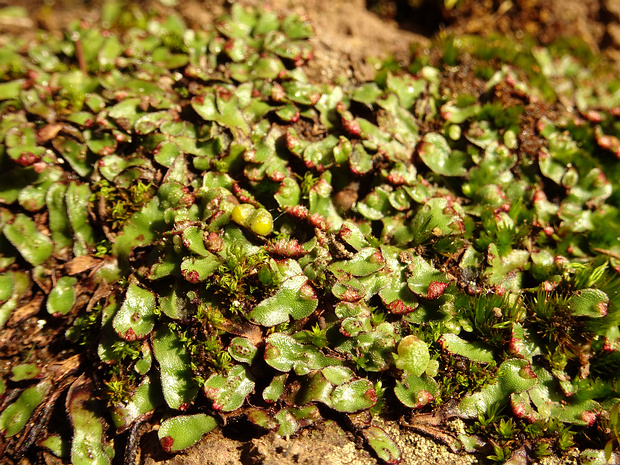 Маршанциевые мхи - Marchantiopsida Marchantiopsida is a one of three classes within the liverwort phylum Marchantiophyta.