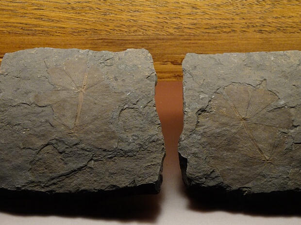 Хвощёвые - Equisetopsida Equisetopsida, or Sphenopsida, is a class of vascular plants with a fossil record going back to the Devonian. They are...